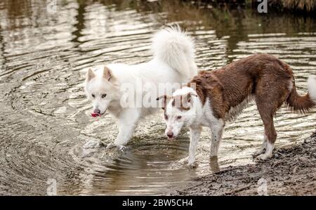 Adorable chien blanc doux et moelleux, et son ami Border Collie Banque D'Images