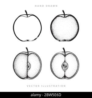 Apple. Jeu d'illustrations vectorielles de pommes dessinées à la main. Dessinez des dessins entiers, des moitiés et des quarts de pomme isolés sur fond blanc. Illustration de Vecteur