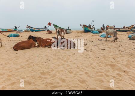 Vaches se reposant parmi des bateaux de pêche sur une plage à Mahabalipuram, Inde Banque D'Images