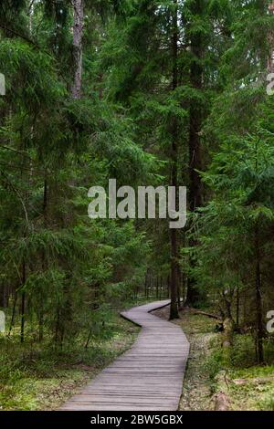 Sentier écologique dans un parc national à travers la forêt d'épinette de conifères, sentier naturel à travers l'environnement protégé. Forêt sombre. Banque D'Images