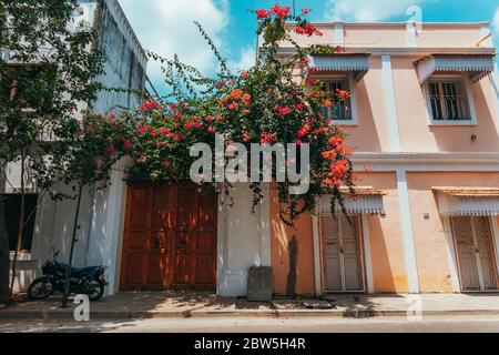 Un arbre en fleur se déverse derrière une porte dans l'ancienne colonie coloniale française de White Town, Pondichéry, Inde Banque D'Images