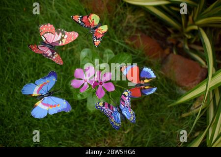 Vue de dessus de l'assortiment de papillons colorés pour la décoration de jardin sur l'arbuste de brousse entourant une fleur de vinca pervenche rose violet. Arbre de Noël Banque D'Images