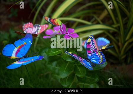 Vue latérale de papillons colorés assortis pour la décoration de jardin sur l'arbuste de brousse entourant une fleur de vinca pervenche rose violet. Arbre de Noël Banque D'Images