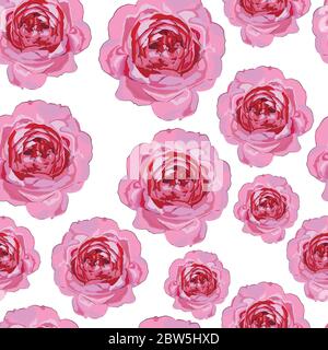 Motif roses roses fleuries sans couture. Illustration vectorielle. Fond floral. Illustration de Vecteur