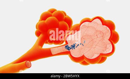 illustration 3d alveoli dans le contexte de la libération de virus et de bactéries Banque D'Images