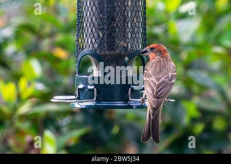 Mâle House Finch (Haemorhous mexicanus) mangeant des graines de tournesol d'un mangeoire à oiseaux de cour, Stuart, Floride, États-Unis Banque D'Images
