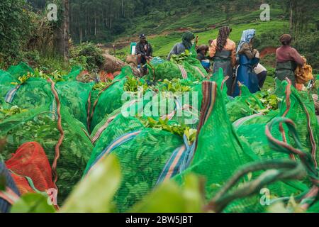 Les cueilleurs de thé femelles déchargent et pèsent des sacs de feuilles de thé récoltées pendant la journée à Munnar, en Inde Banque D'Images