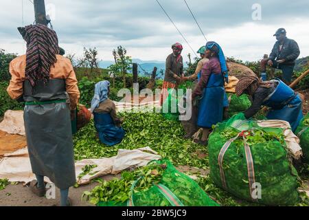 Les cueilleurs de thé femelles déchargent et pèsent des sacs de feuilles de thé récoltées pendant la journée à Munnar, en Inde Banque D'Images