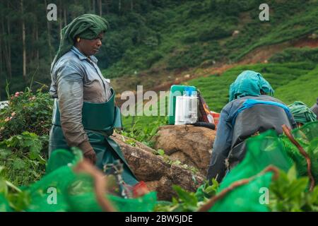 Les cueilleurs de thé femelles déchargent et pèsent des sacs de feuilles de thé récoltées pendant la journée à Munnar, en Inde Banque D'Images