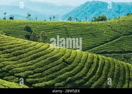Les rangées soignées de plantes de thé sur une colline vue de 2nd Mile View point près de Munnar, Kerala, Inde Banque D'Images