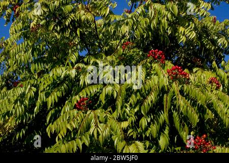 Feuilles de curry. Banque D'Images