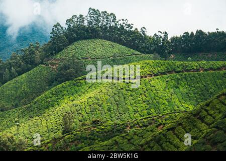 Taches de soleil et d'ombre sur les collines vallonnées des plantations de thé à Munnar, en Inde Banque D'Images