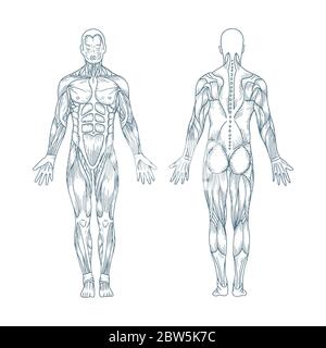 Ensemble d'illustrations vectorielles dessinées à la main pour l'anatomie humaine. Corps mâle côtés avant et arrière vintage, dessin de style gravure. Illustration de Vecteur