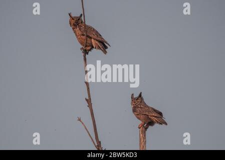 Une paire de grands hiboux (Bubo virginianus pacificus) perchés sur un arbre au crépuscule dans le comté de Solano en Californie. Banque D'Images