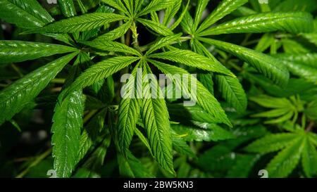la marijuana professionnelle grandit à l'intérieur pour une utilisation récréative. Banque D'Images