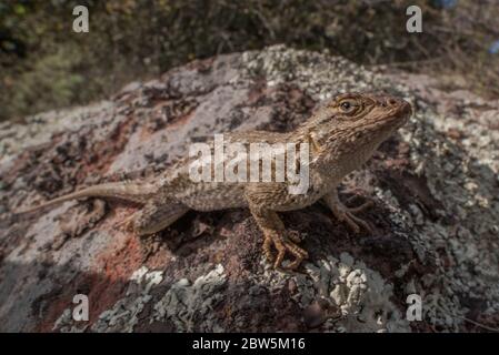 Un lézard de clôture de l'ouest (sceloporus occidentalis) l'une des espèces de lézard les plus communes de la côte humide. Banque D'Images