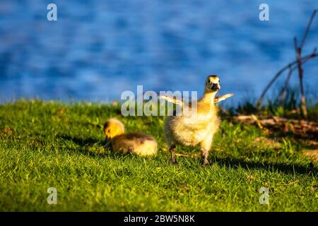 La perce de la Bernache du Canada (Branta canadensis), qui court avec des ailes à côté d'un lac au printemps, à l'horizontale Banque D'Images