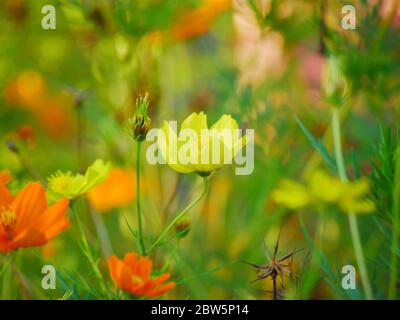 COSMOS sulfureus est également connu sous le nom de cosmos de soufre et de cosmos jaunes qui fleurissent dans le jardin. fokus doux avec arrière-plan flou. Banque D'Images