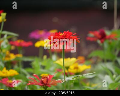 Zinnia elegans, connu sous le nom de jeune et d'âge, zinnia commune ou élégant zinnia, une plante à fleurs annuelle du genre Zinnia, fleurissent dans le jardin. Banque D'Images