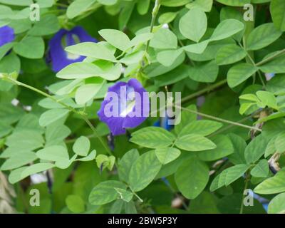 Pea papillon ou Pea bleu fleurs (Anchan), Clitoria ternatea L, Clitoria ternatea floraison dans le jardin Banque D'Images