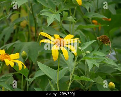 La tithonie diversifolia fleurit dans le jardin. Banque D'Images