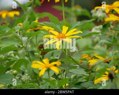 La tithonie diversifolia fleurit dans le jardin. Banque D'Images