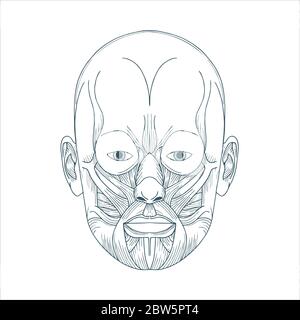 Anatomie de la tête humaine. Anatomie du visage humain dessinée à la main. Schéma du système musculaire de la tête mâle. Partie de l'ensemble. Illustration de Vecteur