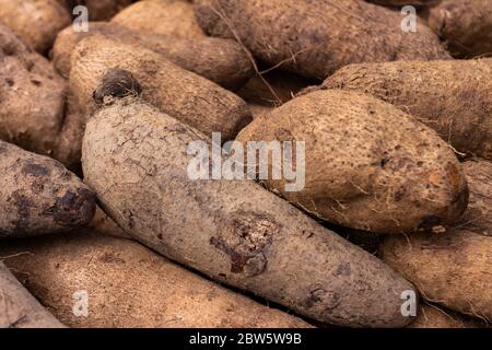 Légumes brésiliens. Légume sous forme de tubercule. Banque D'Images