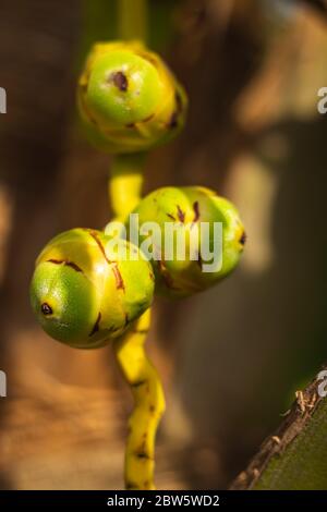 Noix de coco fraîche nouvelle née sur une plantation d'arbre de noix de coco.grappe de fruits frais de noix de coco de bébé sur son arbre. Achinga , petite noix de coco, petit Cocon Banque D'Images