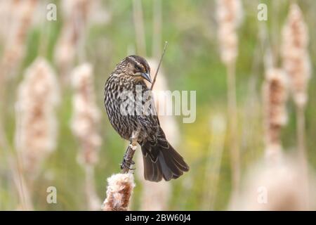 La femelle Agelaius phoeniceus, ailé à ailes rouges, photographiée dans son habitat naturel, perchedon d'un chat. Banque D'Images