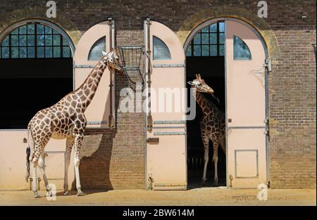 Girafes debout dans leur enceinte au zoo de Londres par une journée ensoleillée Banque D'Images