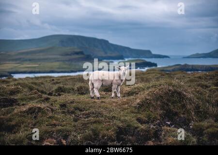 Un groupe de moutons debout sur un terrain verdoyant Banque D'Images