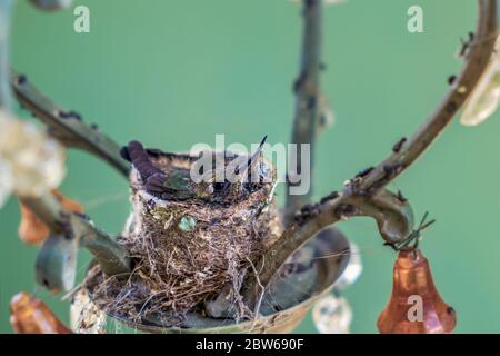 Deux poussins d'colibri dans le nid. Le nid est fait dans une lampe Banque D'Images