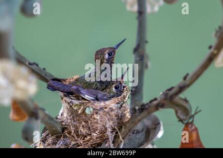 Deux poussins d'colibri dans le nid. Le nid est fait dans une lampe Banque D'Images