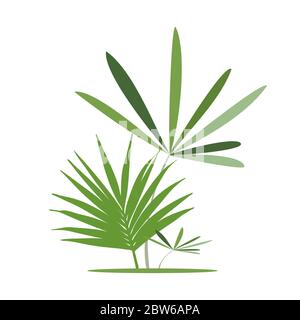 Les feuilles exotiques vert, feuille de bananier. Vector illustration. Illustration de Vecteur