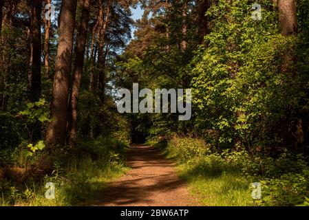 Sentier forestier sous le soleil du matin. Balerno, Écosse Banque D'Images