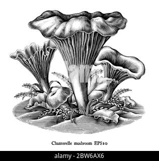 Illustration de la gravure antique de Chanterelle Mushroom dessin main noir et blanc clip art isolé sur fond blanc Illustration de Vecteur