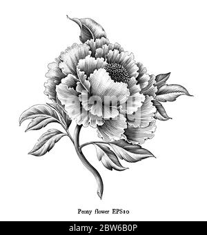 Illustration ancienne de la gravure de fleurs de pivoine dessin de style vintage noir et blanc clip art isolé sur fond blanc Illustration de Vecteur