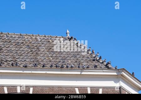 Les pigeons sont assis sur des tuiles grises au-dessus de la gouttière d'une maison, contre un ciel bleu Banque D'Images