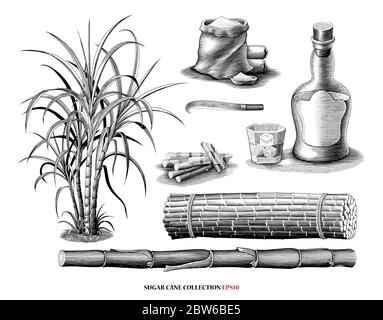 Canne à sucre avec illustration de la collection de produits style gravure vintage clipart noir et blanc isolé sur fond blanc Illustration de Vecteur