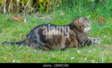 Un chat gras debout dans le jardin, animal drôle Banque D'Images