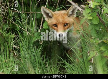 Un magnifique renard roux sauvage, Vulpes vulpes, chasse dans un champ au printemps.