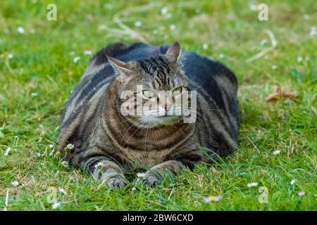 Un chat gras debout dans le jardin, animal drôle Banque D'Images