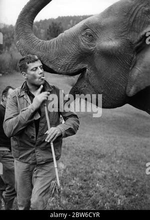 OLIVER REED sur le terrain Candid avec Lucy l'éléphant pendant le tournage de HANNIBAL BROOKS 1969 réalisateur MICHAEL GAGNANT Royaume-Uni / Etats-Unis co-production Scimitar films / United Artists Banque D'Images