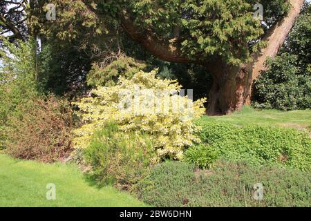 Jardins botaniques de Birmingham en Angleterre, Royaume-Uni Banque D'Images