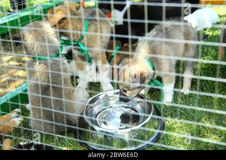 Le chien boit de l'eau . Chiots isolés dans une cage. Abri pour chiens. L'animal est derrière les barres. Chiots sans abri . Petits chiens noirs, bruns et blancs Banque D'Images