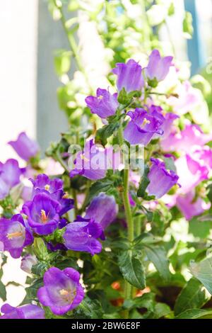 La campanula violette fleurit sur un balcon sur fond clair. Banque D'Images