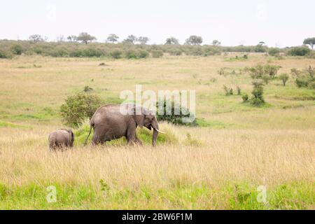 Femelle éléphant de brousse africain et son veau, Loxodonta africana, en quête de nourriture dans la réserve nationale de Masai Mara. Kenya. Afrique. Banque D'Images