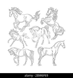 Cheval. Jeu d'illustrations de chevaux dessinées à la main. Esquisser des chevaux de dessin dans différentes poses. Partie de l'ensemble. Illustration de Vecteur