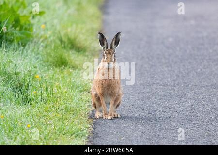 Lièvre brun (également connu sous le nom de lièvre européen) - Lepus europaeus. Assis sur le bord d'une route de campagne regardant directement la caméra - Écosse, Royaume-Uni Banque D'Images